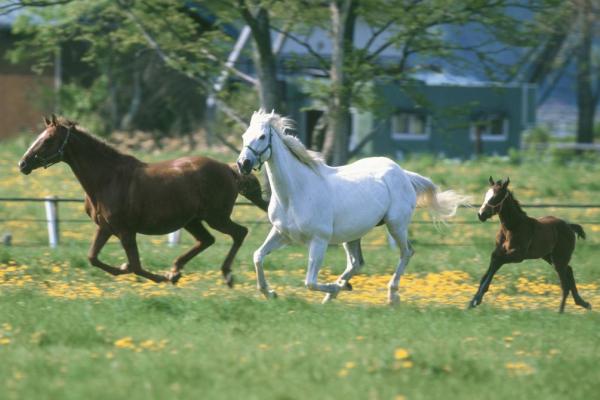 1978年属马:了解这个年份的小马命格与命运 1978年属马:了解这个年份的小马命格与命运