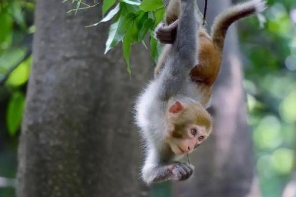 2016年属猴人的命运与生活：智慧与挑战并存的年份