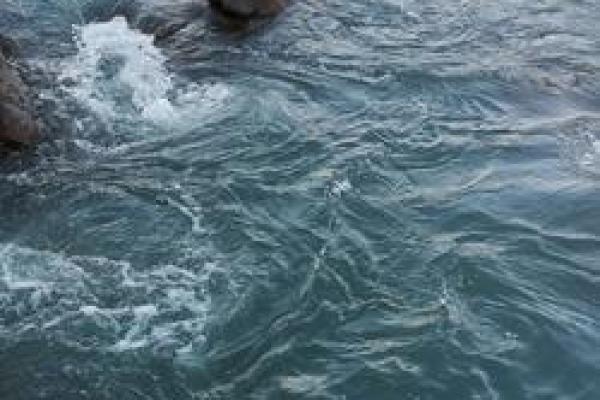 池塘边的渔梦:看似平静的水面下的无限可能与人生哲理 池塘边的渔梦:看似平静的水面下的无限可能与人生哲理