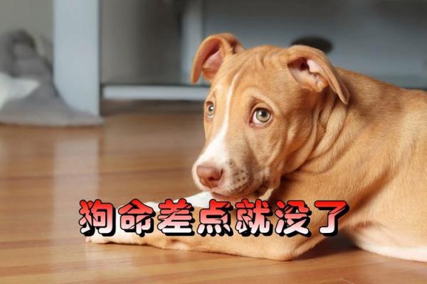 2018年狗年出生的命理解析：你的命运如何？