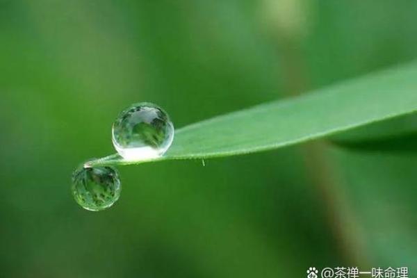 揭秘绿色植物命理忌讳，适合你的生辰搭配！