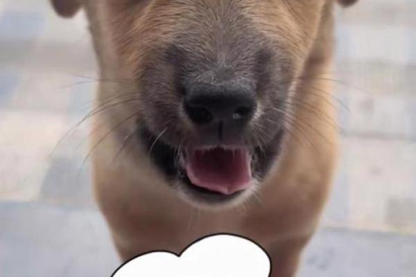 2018年狗年出生的命理解析：你的命运如何？