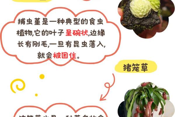 揭秘绿色植物命理忌讳，适合你的生辰搭配！