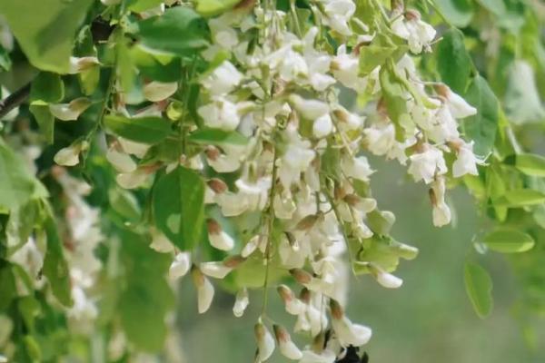 猪年宝宝木命缺什么?解析命理与生活的秘密! 猪年宝宝木命缺什么?解析命理与生活的秘密!