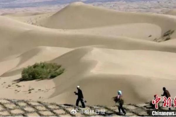路边的土：风沙中的坚持与生命的启示