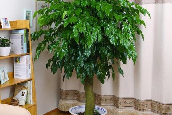 如何为木命居家打造完美客厅植物环境? 如何为木命居家打造完美客厅植物环境?