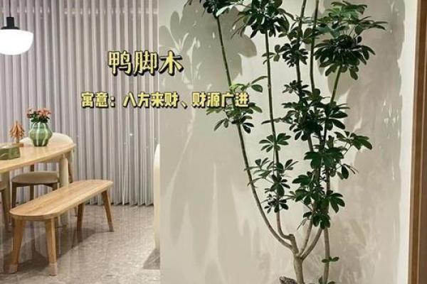 如何为木命居家打造完美客厅植物环境? 如何为木命居家打造完美客厅植物环境?