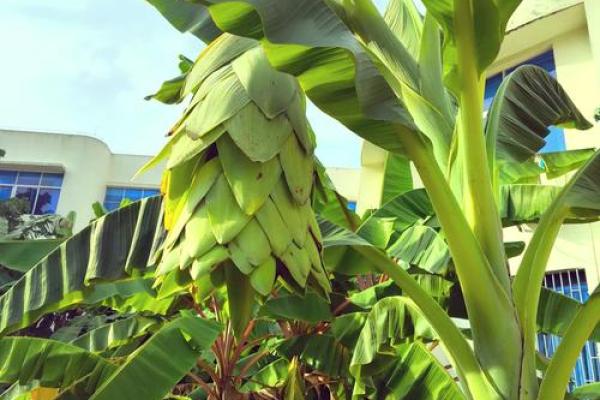 天上火命人最适合养哪些宠物与植物？探秘最佳选择！