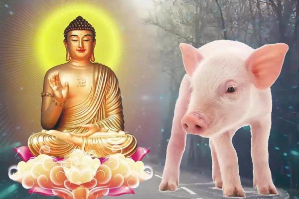 1971年属猪人的命运与人生解析