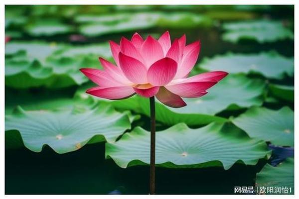 壬水命人士适合佩戴的首饰:带来好运与和谐的选择 壬水命人士适合佩戴的首饰:带来好运与和谐的选择