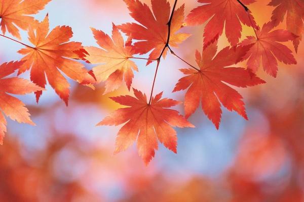 探究1915年属兔人的命运与性格特征