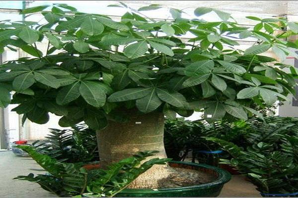 属鸡金命者适合养殖的植物与风水提升策略