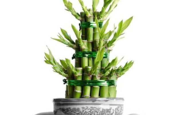 属鸡金命者适合养殖的植物与风水提升策略