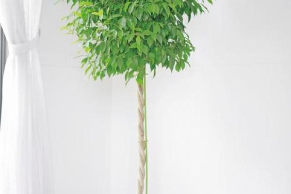 天上火命运解读：探索生命的热情与挑战