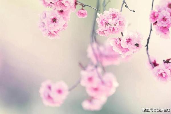 己丑年出生的人,命理解析与生活建议,提升运势的关键! 己丑年出生的人,命理解析与生活建议,提升运势的关键!