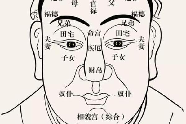 探寻属虎人的命运：历史、性格与人生之路