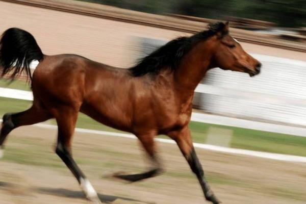 58年狗的命运解析:揭示隐藏的性格与人生轨迹 58年狗的命运解析:揭示隐藏的性格与人生轨迹