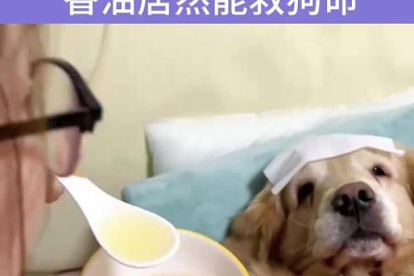 探讨2030年狗年命运:如何把握旺盛的机遇与挑战 探讨2030年狗年命运:如何把握旺盛的机遇与挑战