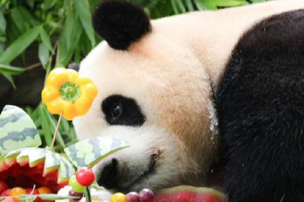 揭秘:哪些动物的命最好,幸福又快乐? 揭秘:哪些动物的命最好,幸福又快乐?