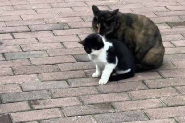 揭秘:哪些动物的命最好,幸福又快乐? 揭秘:哪些动物的命最好,幸福又快乐?