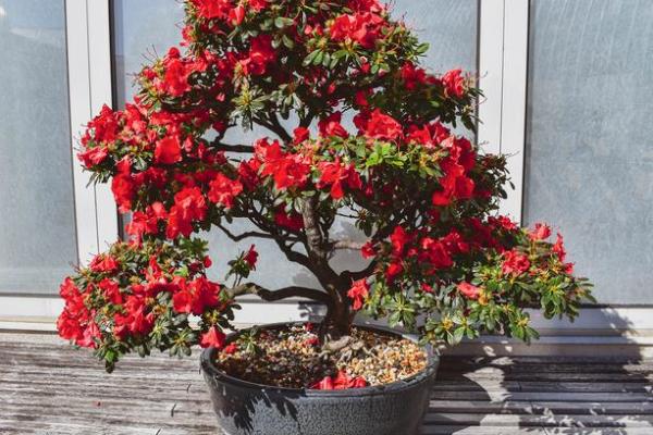 白蜡金命与适合养殖的植物:打造理想的生活环境 白蜡金命与适合养殖的植物:打造理想的生活环境