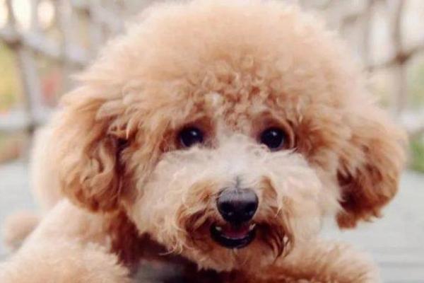 2018年属狗男算什么命？探索性格与运势的深层解读