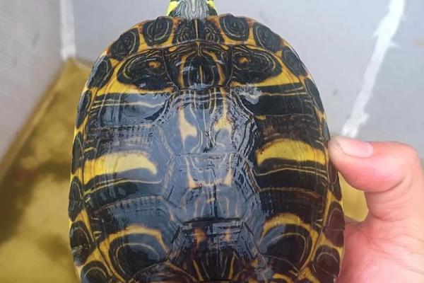 火命人适合养什么乌龟？探索最佳选择与饲养技巧！