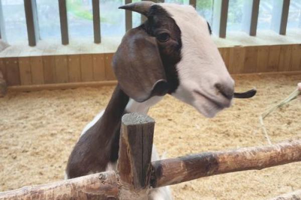 土命女人适合养什么动物,让你的生活更有温暖与乐趣 土命女人适合养什么动物,让你的生活更有温暖与乐趣
