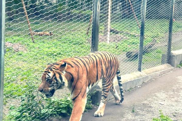 土命女人适合养什么动物,让你的生活更有温暖与乐趣 土命女人适合养什么动物,让你的生活更有温暖与乐趣