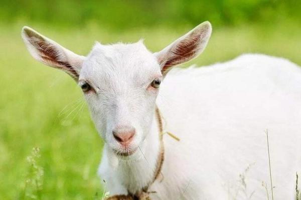 属羊与属狗的命运分析：性格与运势的深度解读