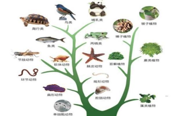 水土之命与生肖的奥秘：解密你的生命密码