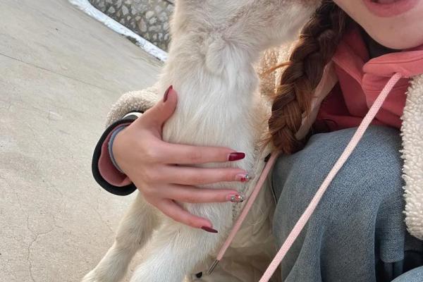 91年羊年出生的人命运与启示：探索生肖与人生的奥秘