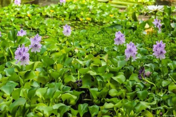 水命人最适合的花卉搭配,增强运势与魅力的最佳选择! 水命人最适合的花卉搭配,增强运势与魅力的最佳选择!