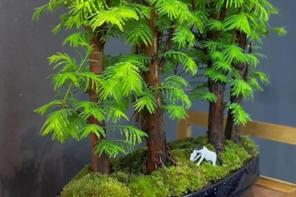 水命人最适合的花卉搭配,增强运势与魅力的最佳选择! 水命人最适合的花卉搭配,增强运势与魅力的最佳选择!