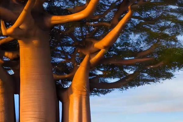 1955年猴年：聪明灵活的木猴命与命运之道