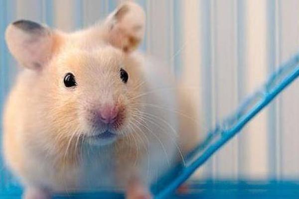 鼠年宝宝的命理解析：与你的未来和性格息息相关的秘密