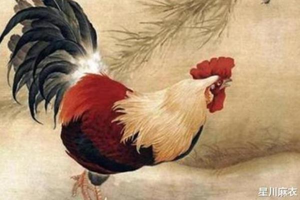 属鸡26岁命运解析：2019年运势如何？