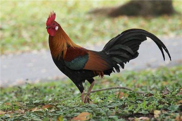 属鸡26岁命运解析：2019年运势如何？