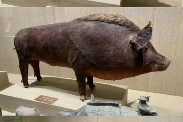 细腰乍背的人，命运与性格的密切关系探索