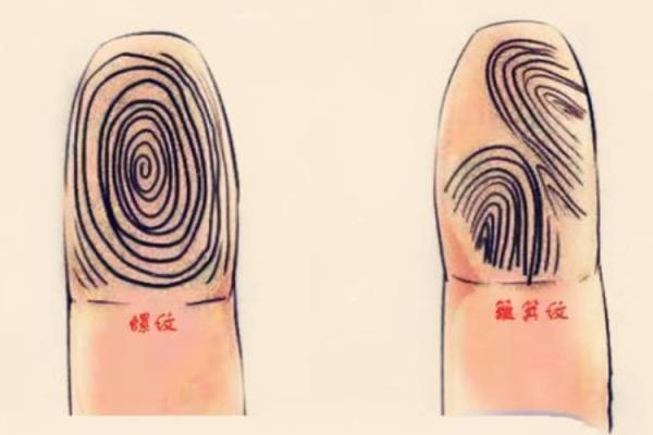 指纹的奥秘:不同指纹的命运解析,揭示人生的奇妙轨迹 指纹的奥秘:不同指纹的命运解析,揭示人生的奇妙轨迹