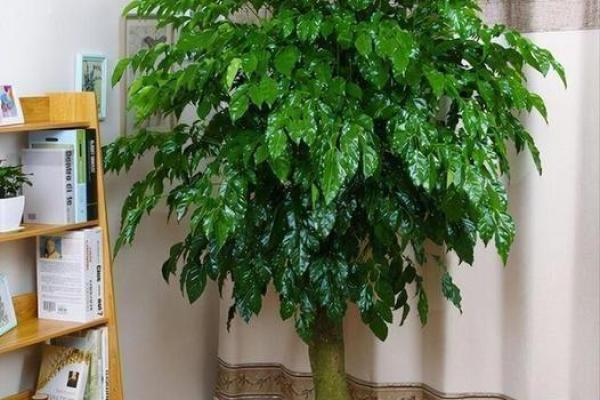 杨柳木命者最适合养的植物推荐,助你提升运势! 杨柳木命者最适合养的植物推荐,助你提升运势!