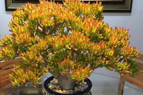 杨柳木命者最适合养的植物推荐,助你提升运势! 杨柳木命者最适合养的植物推荐,助你提升运势!