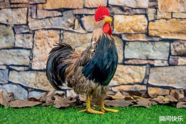 2018年鸡年：生肖解析与命运探索，揭示你的幸运与挑战