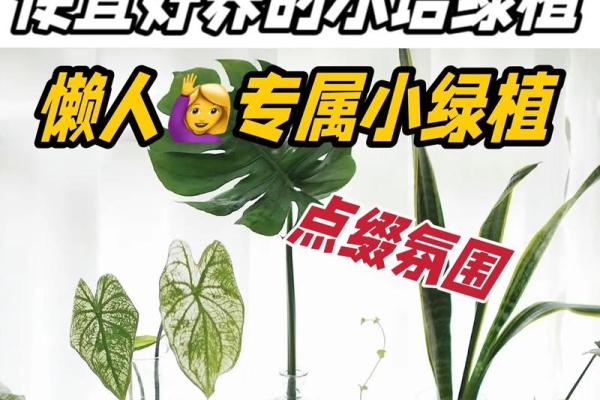弱水命的人适合养哪些植物?揭秘五种最佳选择! 弱水命的人适合养哪些植物?揭秘五种最佳选择!