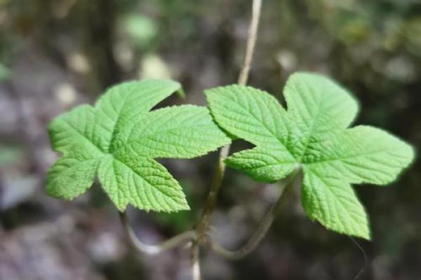 弱水命的人适合养哪些植物?揭秘五种最佳选择! 弱水命的人适合养哪些植物?揭秘五种最佳选择!