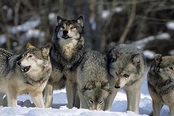 火命人适宜的居住方向与环境规划建议 火命人适宜的居住方向与环境规划建议
