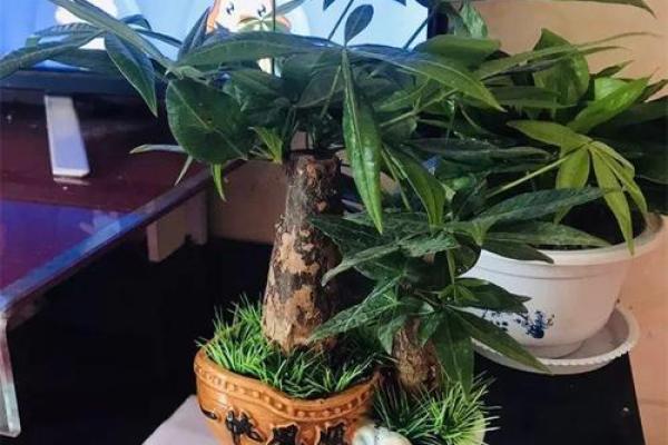 大林木命如何选择适合的植物,让生活更加美好! 大林木命如何选择适合的植物,让生活更加美好!