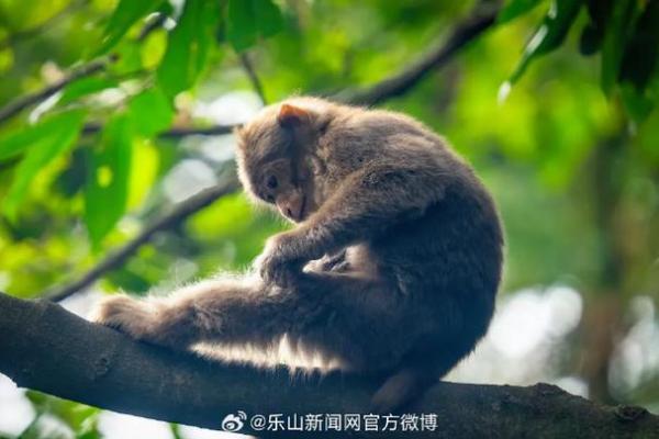 山下火猴命的深刻解析与人生启示