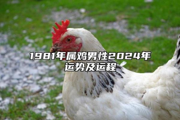 2017年属鸡男宝命运分析:性格、运势与未来发展探讨 2017年属鸡男宝命运分析:性格、运势与未来发展探讨