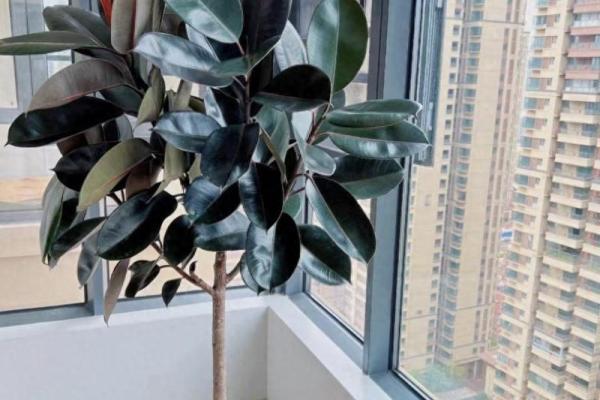 大林命的绿植选择:让生活充满生机与活力! 大林命的绿植选择:让生活充满生机与活力!